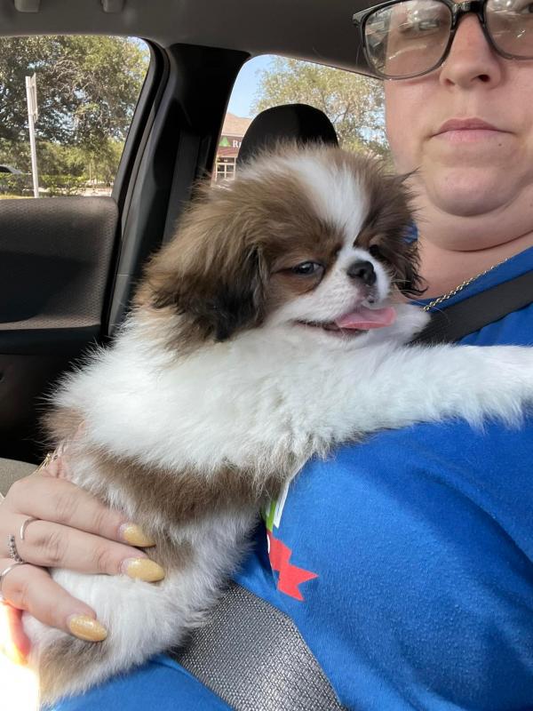 Japanese Chin Puppies Needing Loving Homes Image eClassifieds4u