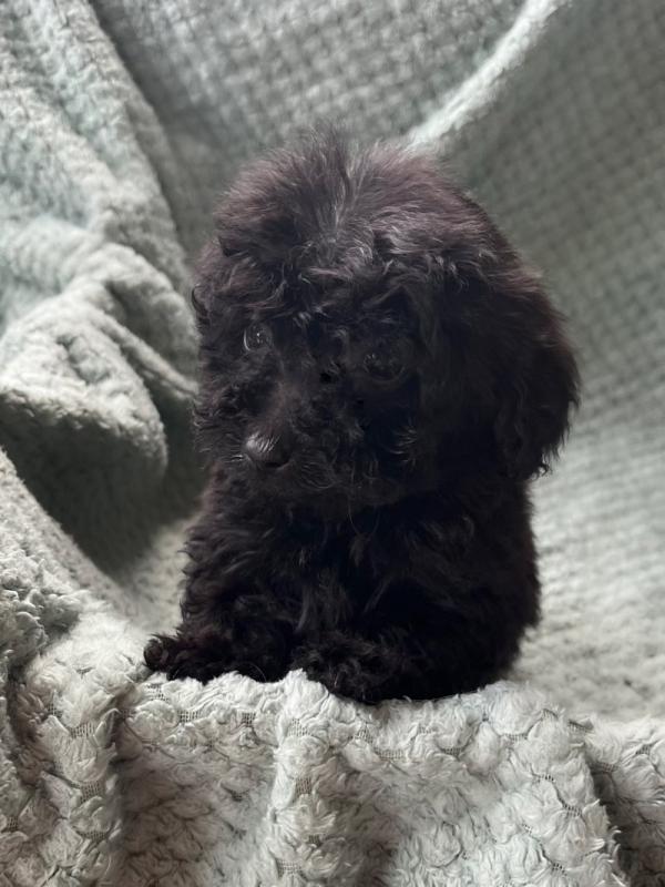KC Reg Toy Poodles Ready for adoption Image eClassifieds4u