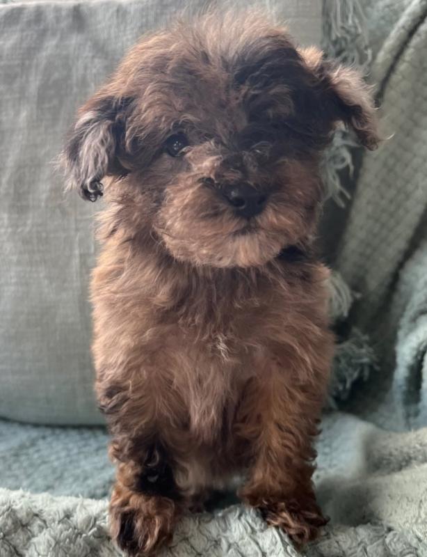 KC Reg Toy Poodles Ready for adoption Image eClassifieds4u