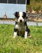 ⭐️Stunning Border Collie Puppies⭐️ Image eClassifieds4u 3