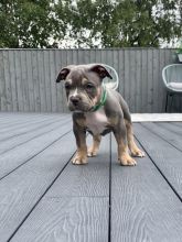 Beautiful American xl bully’s available Image eClassifieds4u 2