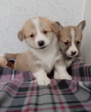 Beautiful Corgi Puppies Image eClassifieds4u 1