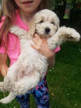 Beautiful F1b C0CKAPOO Puppies Image eClassifieds4u 4