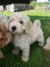 Beautiful F1b C0CKAPOO Puppies Image eClassifieds4u 3
