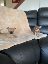 Chihuahua puppies ready for loving homes !! Image eClassifieds4u 2