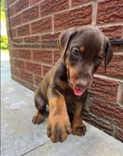 Chocolate & Tan Doberman Puppies for adoption Image eClassifieds4u 3