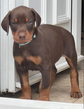 Chocolate & Tan Doberman Puppies for adoption Image eClassifieds4u 1