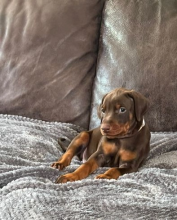 Chocolate & Tan Doberman Puppies for adoption Image eClassifieds4u 2