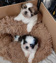 Cute Shih tzu puppies for sale Image eClassifieds4u 1