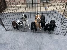 C0CKER SPANIEL puppies for ADOPTION !! Image eClassifieds4u 3