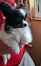 For sale 4 lively papillon puppies, Image eClassifieds4u 3