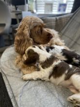 Full KC Show Type C0CKER Spaniel for adoption.. Image eClassifieds4u 3