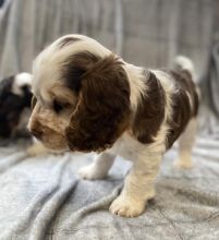 Full KC Show Type C0CKER Spaniel for adoption.. Image eClassifieds4u 2