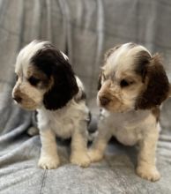 Full KC Show Type C0CKER Spaniel for adoption.. Image eClassifieds4u 4