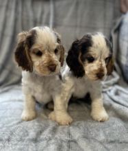 Full KC Show Type C0CKER Spaniel for adoption.. Image eClassifieds4u 1