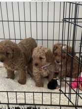 Gorgeous F2 Cavapoo’s for adoption Image eClassifieds4u 1