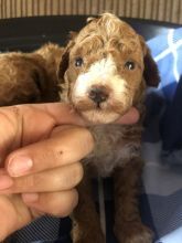 Gorgeous Poochon puppies for adoption Image eClassifieds4u 2