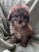 KC Reg Toy Poodles Ready for adoption Image eClassifieds4u 4