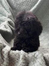 KC Reg Toy Poodles Ready for adoption Image eClassifieds4u 2