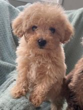 KC Reg Toy Poodles Ready for adoption Image eClassifieds4u 3