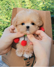 Maltipoo puppies available for sale Image eClassifieds4u 1