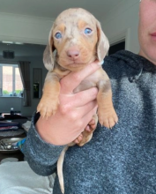 Miniature dachshund puppies for sale Image eClassifieds4u 2