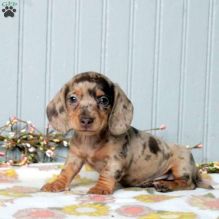 Miniature dachshund puppies for sale Image eClassifieds4u 3