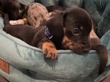 Miniature dapple dachshunds for adoption Image eClassifieds4u 2