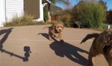 legit pets Nice and Healthy Goldendoodle Puppies Available Image eClassifieds4U