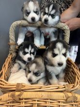Stunning Siberian Husky pups for adoption Image eClassifieds4u 3