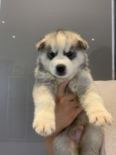 Stunning Siberian Husky pups for adoption Image eClassifieds4u 2