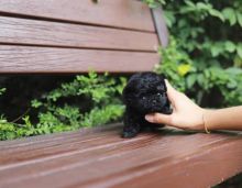 Toy Poodle puppies for sale Image eClassifieds4u 2
