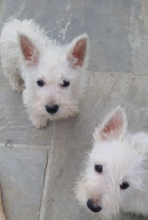 West highland terrier puppies for sale Image eClassifieds4u 2