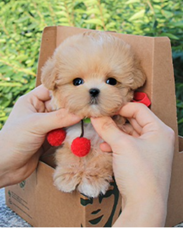 Maltipoo puppies available for sale Image eClassifieds4u