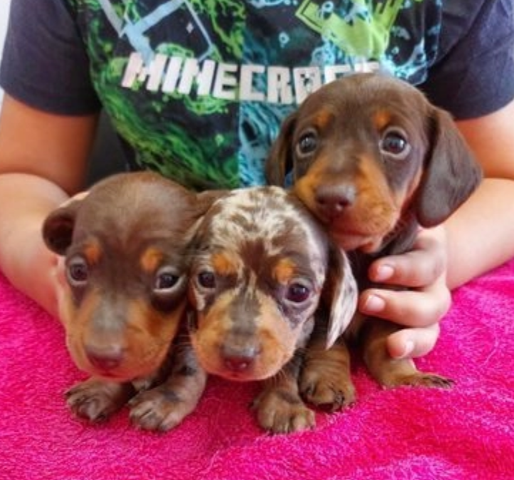 Miniature dachshund puppies for sale Image eClassifieds4u