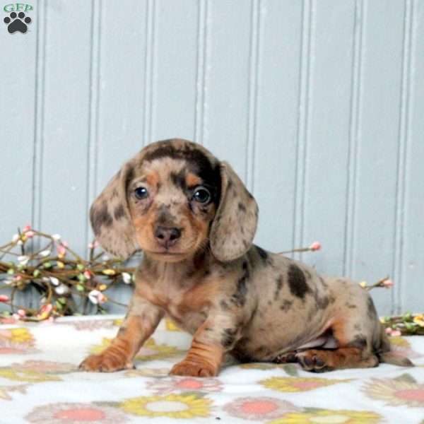 Miniature dachshund puppies for sale Image eClassifieds4u