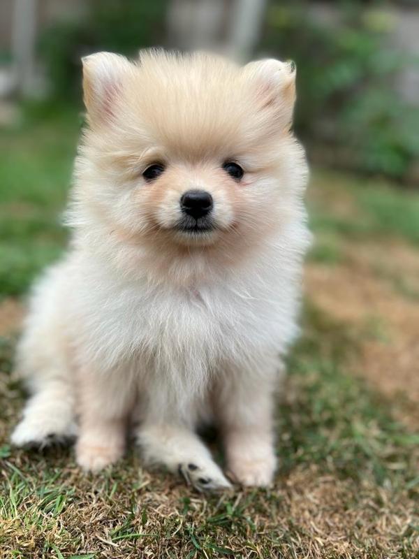 Pomeranian puppies ready FOR ADOPTION Image eClassifieds4u