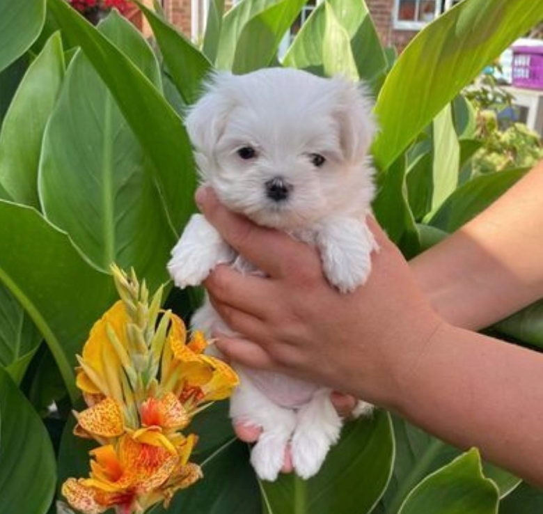 Teacup Maltese puppies available Image eClassifieds4u