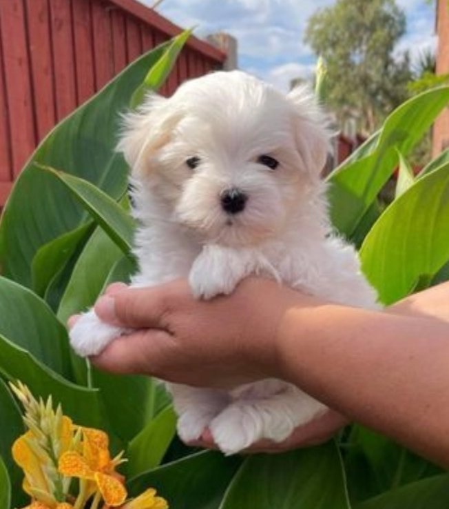 Teacup Maltese puppies available Image eClassifieds4u