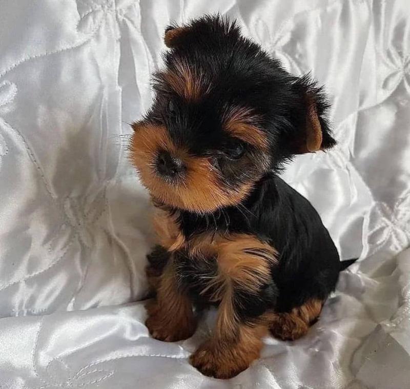 Teacup Yorkie puppies for sale Image eClassifieds4u