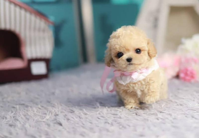 Toy Poodle puppies for sale Image eClassifieds4u