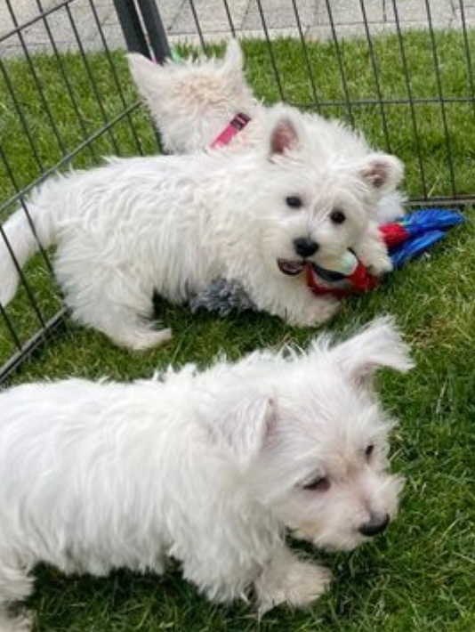 West highland terrier puppies for sale Image eClassifieds4u