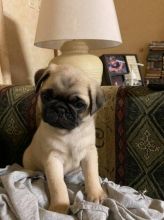 Pug Puppies 12 Weeks Looking For Their Forever Homes