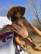 Rhodesian Ridgeback Puppies, CKC registered And Well Socialized