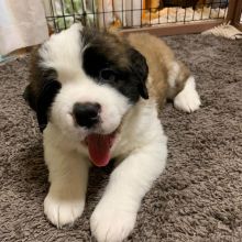 Saint Bernard Puppies Ready To Join Your Family