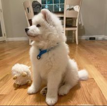 Samoyed Puppies PRA Cleared (2 left)