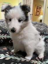 Sheltie Puppies - Microchipped, Flead And Wormed
