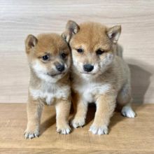 Shiba Inu Puppies - Microchipped, Flead And Wormed