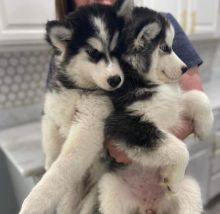 Siberian Husky Puppies - Microchipped, Flead And Wormed