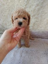 Toy Poodle Puppies - Microchipped, Flead And Wormed